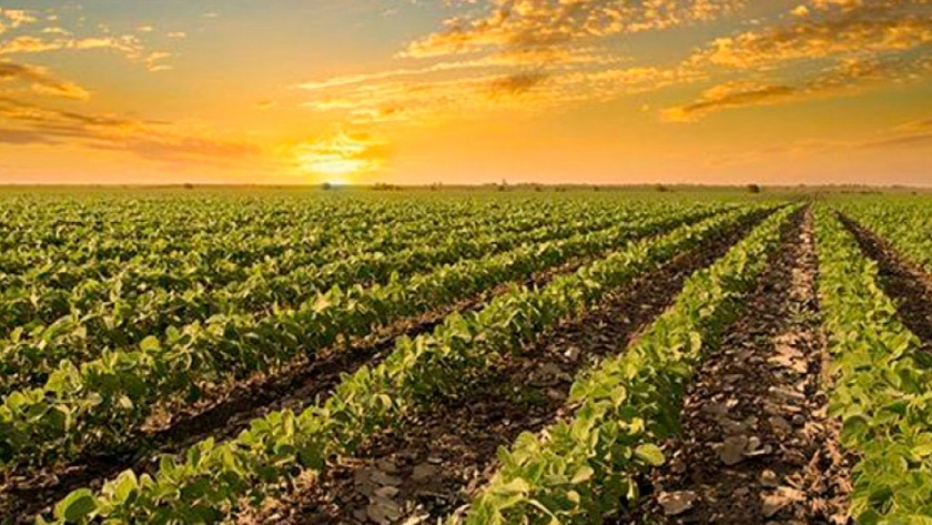 Consideraciones respecto de cómo los Derechos de Exportación impactan en el interior y en las economías regionales
