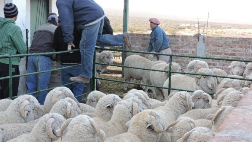 El Senado avanza con un proyecto de Ley para potenciar la producción ovina