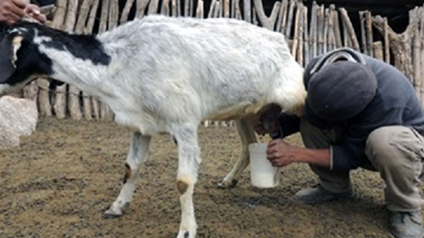 Mejoran la calidad de la leche de cabra con orujo de uva de torrontés riojano