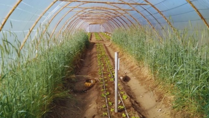 El centeno, solución para suelos y producción hortícola