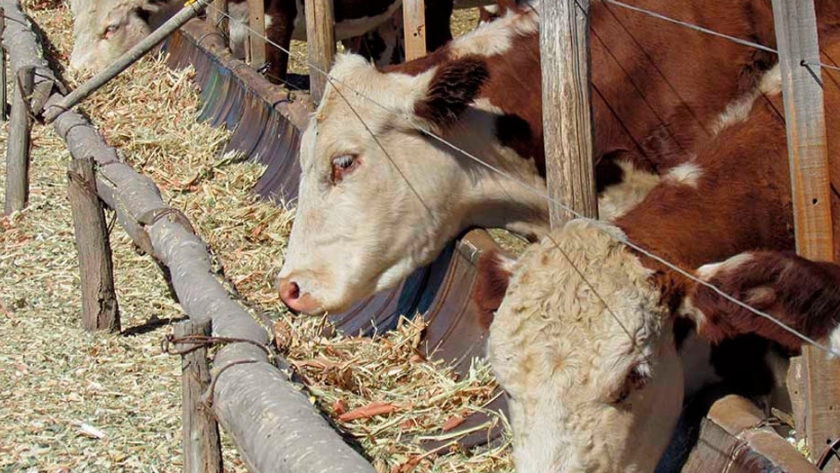 Alertan que los Feedlots contaminan con fósforo las aguas y suelos