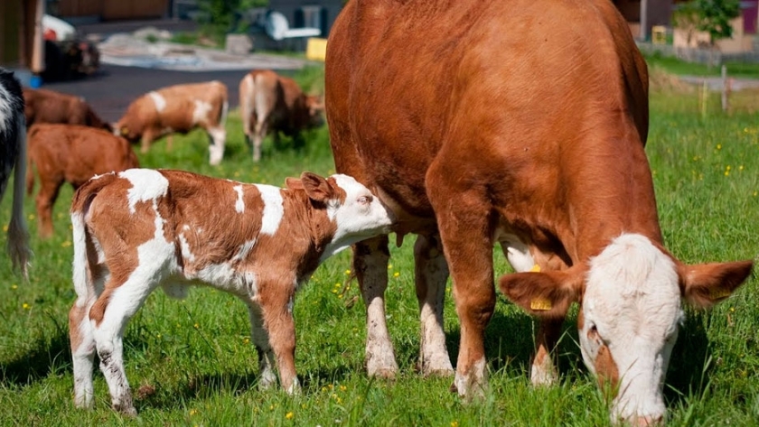 Capacitan a productores chaqueños en reproducción bovina