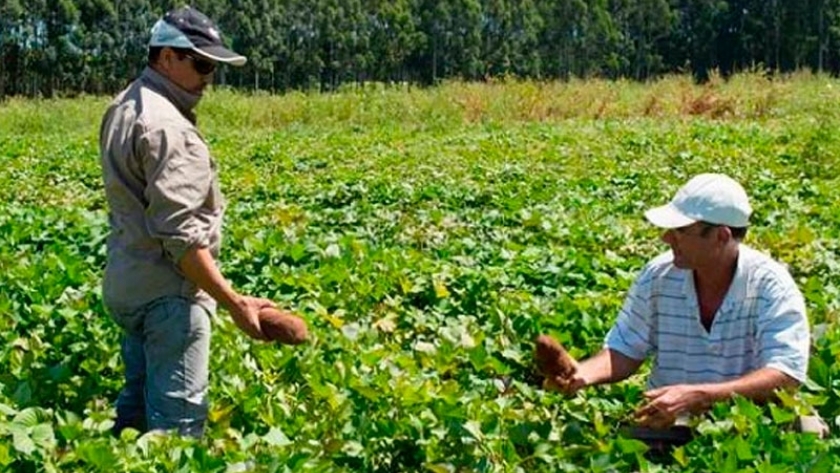 Investigan cómo producir más y mejores batatas en el país