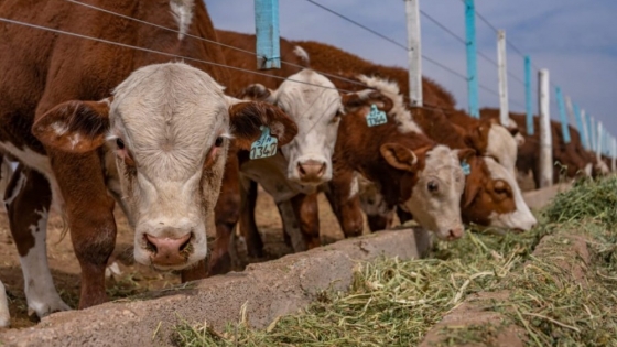 Kayne lanzó a la venta una nueva alternativa para la mejora genética de los ganados riojanos