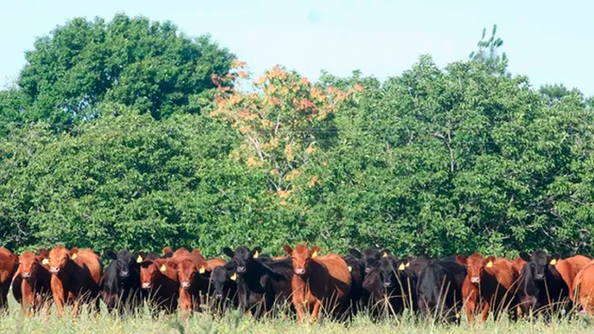 Las exportaciones de carne a Estados Unidos son una oportunidad