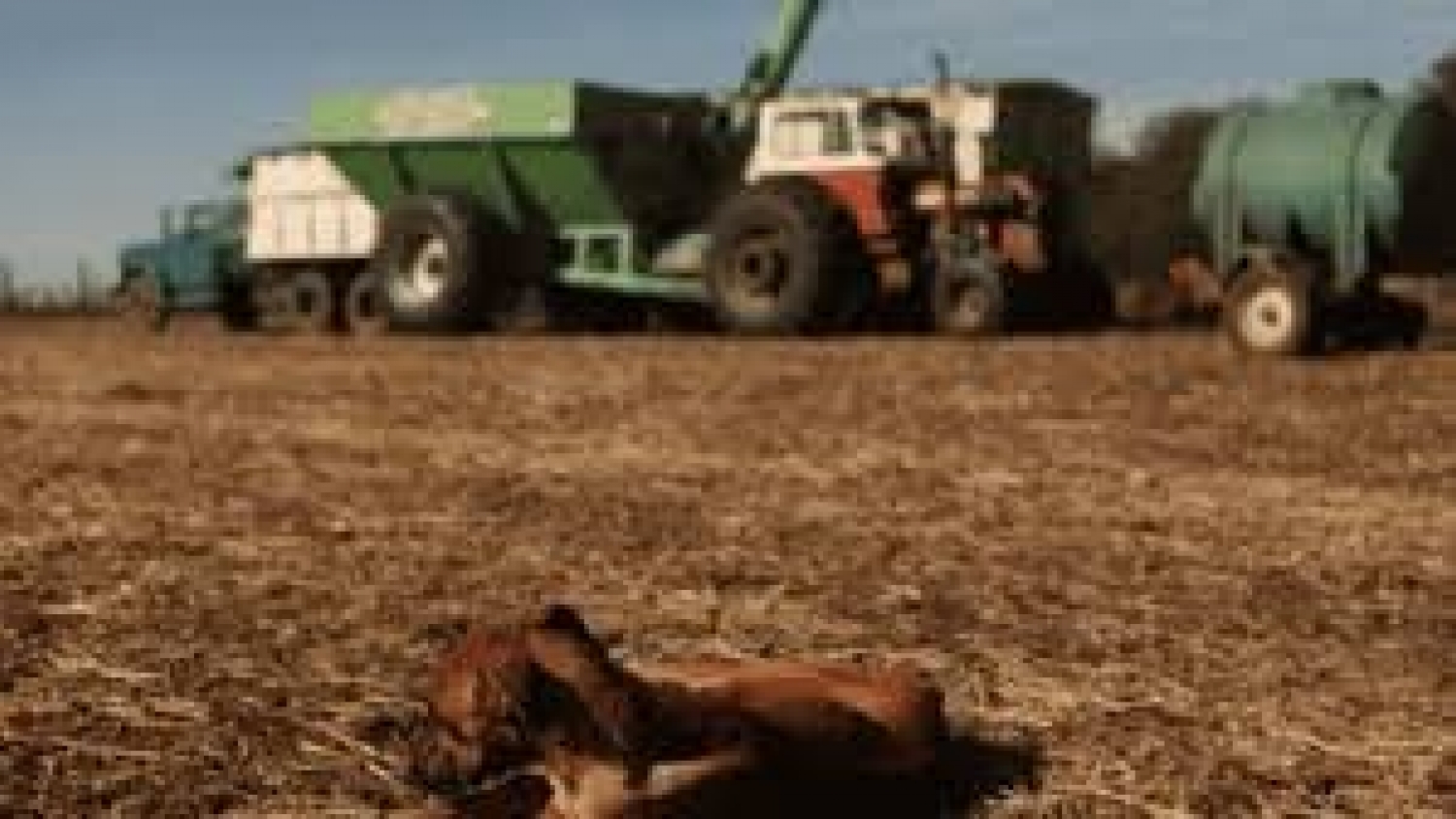 Cómo frenar la hidatidosis en el campo: nuevas pautas sanitarias para productores
