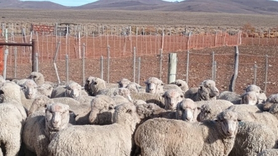 Una crisis silenciosa golpea a la producción ovina: quedan solo 2 millones de ovejas