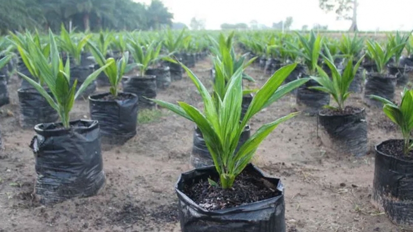 Buenas prácticas del sector palmicultor, motor del desempeño ambiental