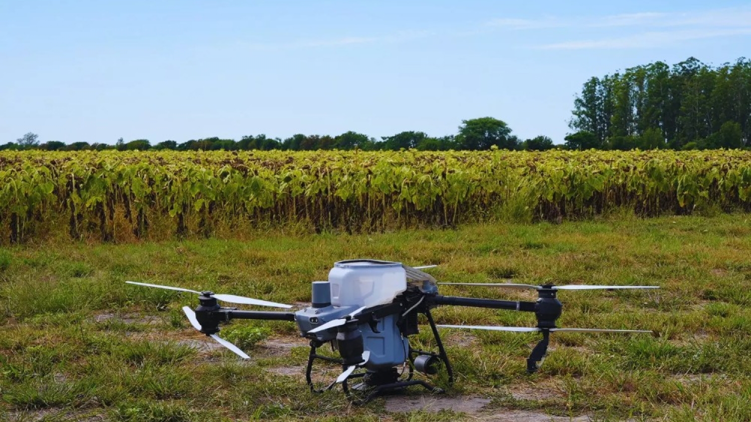 Drones y datos: un ensayo del INTA logra reducir más del 50% del uso de nitrógeno sin afectar rindes