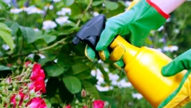 Los siete fertilizantes orgánicos caseros más eficientes para tu huerta