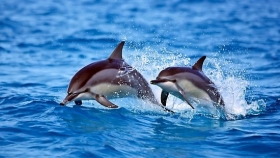 Delfines mulares en peligro: un llamado de atención sobre la contaminación plástica