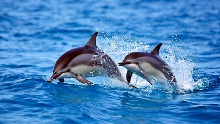 Delfines mulares en peligro: un llamado de atención sobre la contaminación plástica