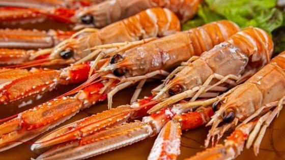 Langostino de calidad excepcional reactiva la pesca artesanal en San Antonio Oeste