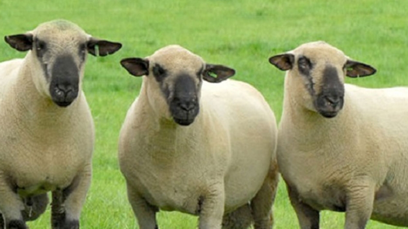 La carne Hampshire debe ser bandera en cantidad como en calidad