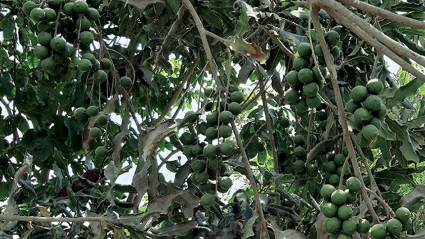 Macadamia como una alternativa productiva para el Perú