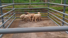 Misiones inicia una nueva etapa en la producción de carne de oveja, con garantía de sanidad en el Matadero Frigorífico San José