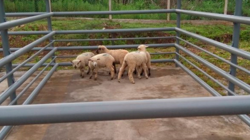 Misiones inicia una nueva etapa en la producción de carne de oveja, con garantía de sanidad en el Matadero Frigorífico San José