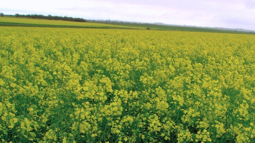 La agricultura plantea rotaciones más diversas buscando estabilidad