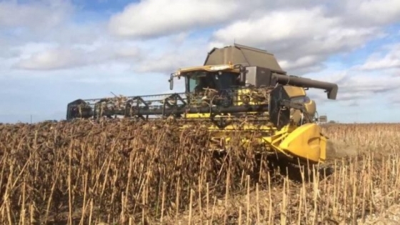 <La cosecha de girasol cerca del 10%