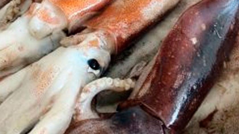 Inidep: Comenzó investigación sobre calamar y anchoita