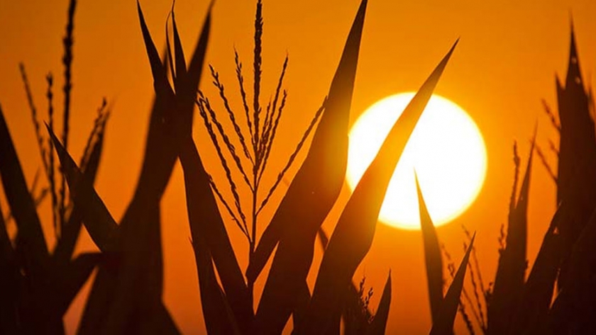 Nanopartículas para inmunizar las plantas contra el estrés por calor