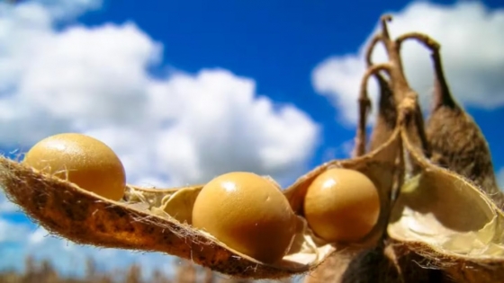 El ozono troposférico: una amenaza creciente que reduce hasta un 33% el rendimiento de la soja argentina
