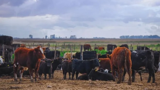 <Estrés por calor en bovinos: recomendaciones para reducir el impacto