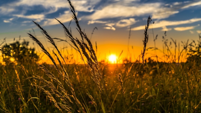 Teff, un cultivo milenario llegó a Lincoln y promete ser sensación