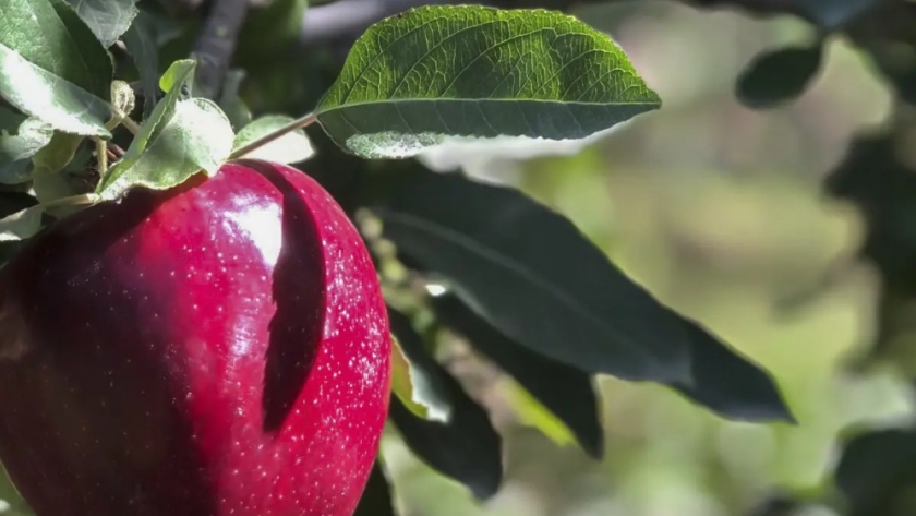 Río Negro aporta un 40% de las frutas orgánicas cosechadas en el país