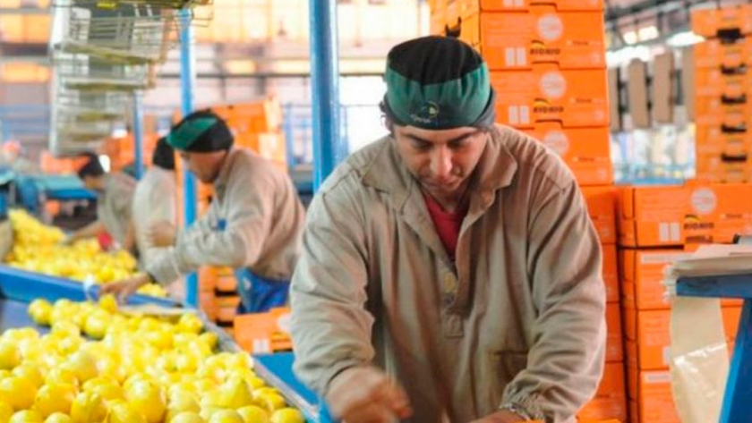 Se aplicarán nuevos tratamientos para poder exportar limones a la Unión Europea