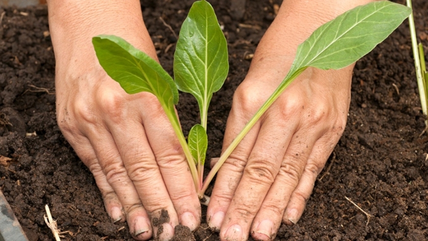 ProHuerta: una política pública con 30 años de historia