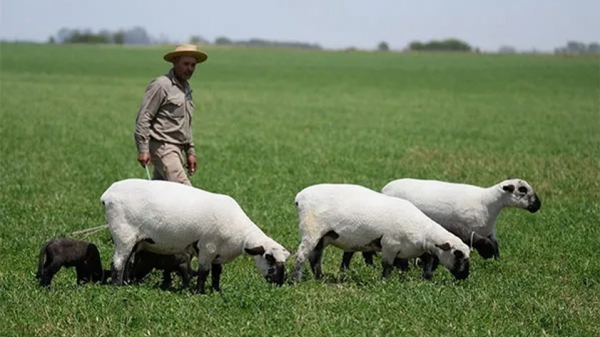 Carne ovina: “El desafío de conquistar al consumidor argentino”, dice Carlos Laborde