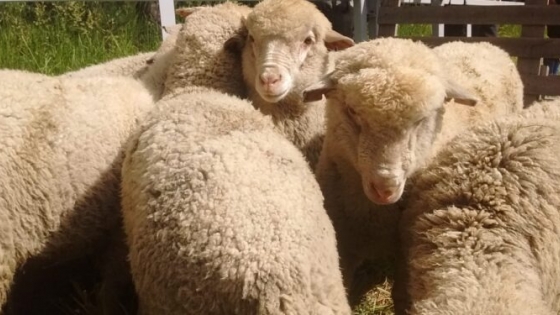 Los Sáenz Valiente, tradicionales consignatarios de hacienda vacuna, ahora se propusieron llevar la carne ovina a la mesa de los argentinos