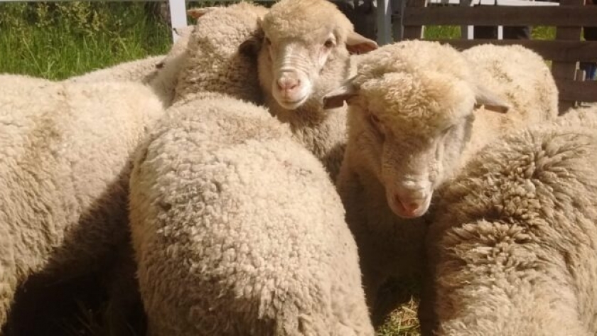 Los Sáenz Valiente, tradicionales consignatarios de hacienda vacuna, ahora se propusieron llevar la carne ovina a la mesa de los argentinos