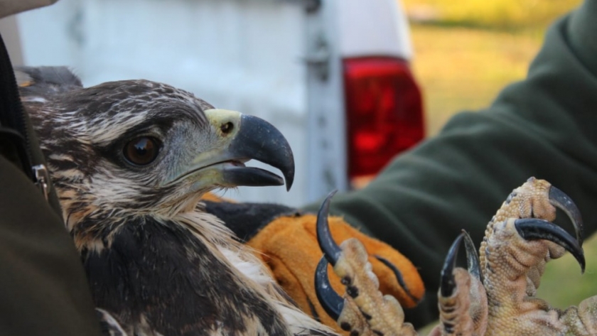 Ambiente rescató un pichón de águila coronada 