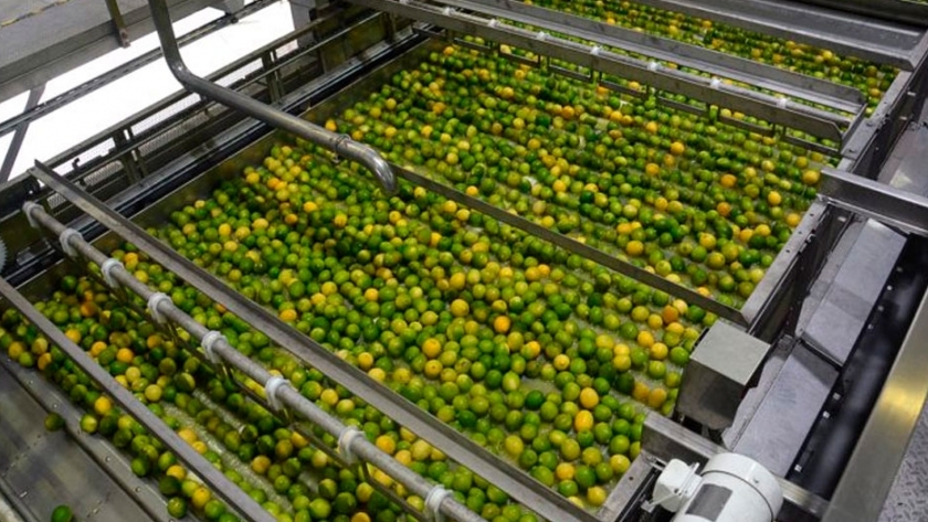 El aceite esencial, sumum del valor agregado en los cítricos