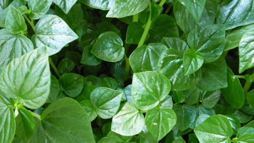 El cultivo único holandés de berros