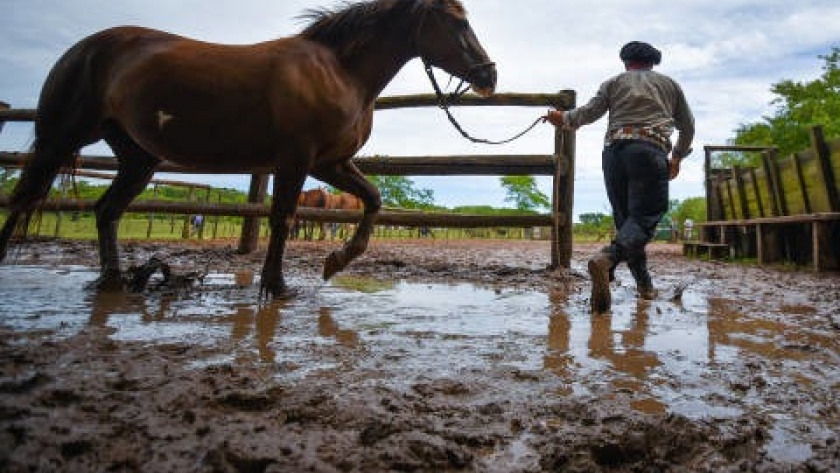 Sequía y crisis hídrica: productores ganaderos enfrentan desafíos en las islas frente a Rosario y Entre Ríos