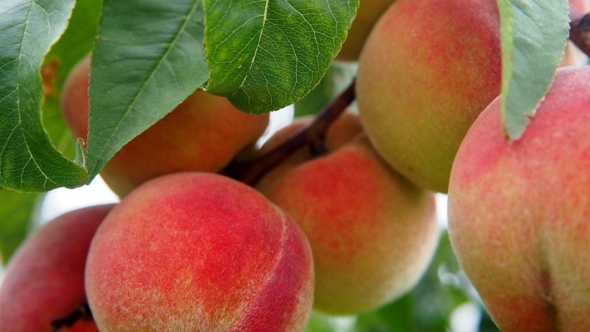 Durazno: el IDR elaboró un nutrido informe sobre diversos aspectos vinculados al sector