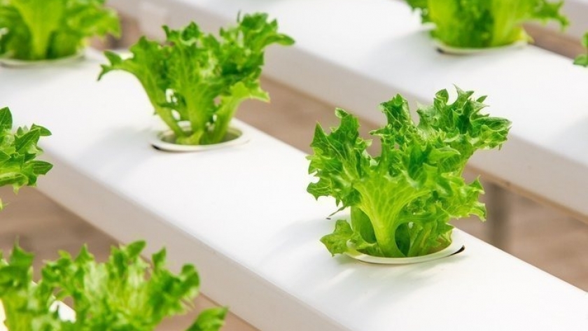 Cultiva de forma orgánica en casa: guía completa para iniciar tu propio huerto hidropónico
