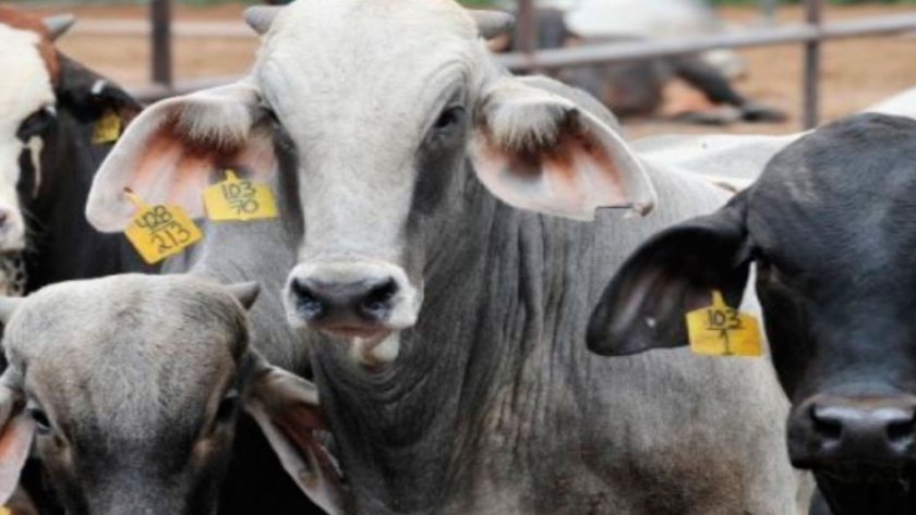 Paraguay avanza en la trazabilidad del hato bovino
