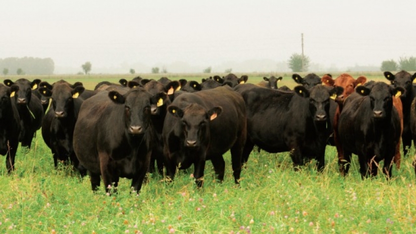China reduce sus importaciones de carne vacuna