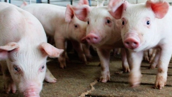 <Las granjas porcinas podrían convertirse en ejemplos de economía circular