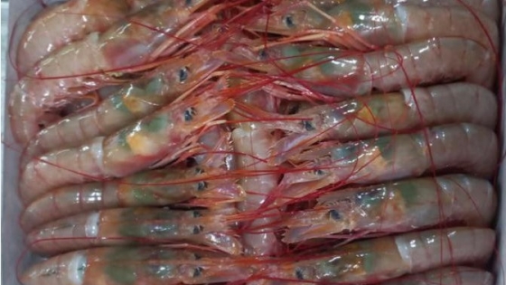 Chubut: Buen inicio de la temporada de langostino con mejor demanda