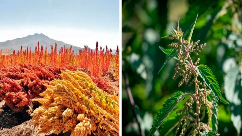 Ortiga, una maleza asociada al cultivo de la quínoa