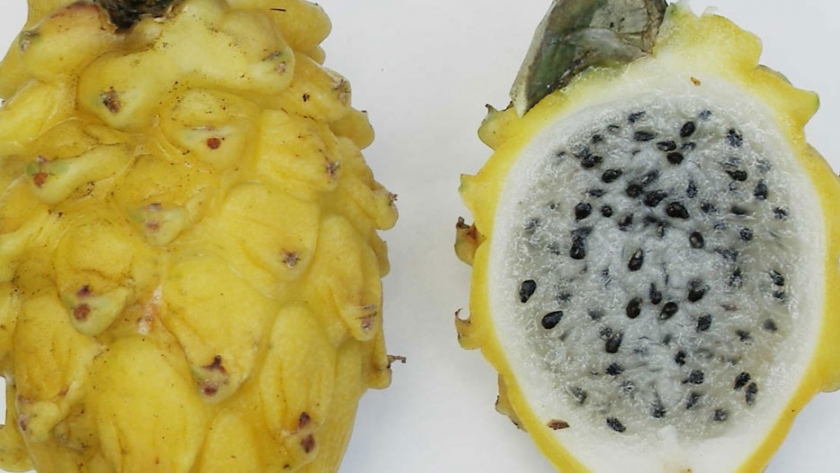 Agroexportadoras tienen en la mira a la pitahaya o "fruta dragón"