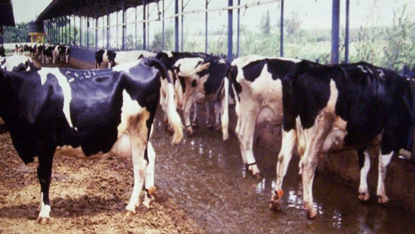 La pandemia afecta el valor de la leche