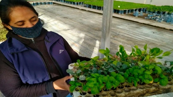 Empresas sanjuaninas promueven horticultura familiar orgánica 