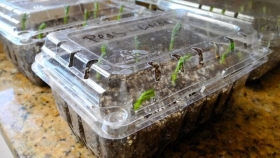 Dos simples pasos para producir hortalizas en bandejas plásticas