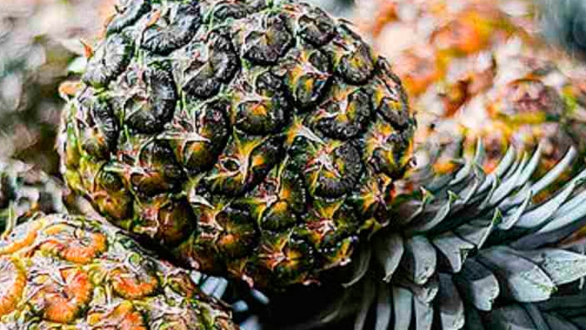 Cáscara de piña generaría compuestos para obtener energía